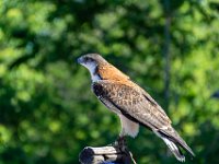 Bal des oiseaux fantomes 14  Puy du Fou (85) - Bal des oiseaux fantomes - Mai 2019