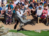 Bal des oiseaux fantomes 18  Puy du Fou (85) - Bal des oiseaux fantomes - Mai 2019