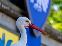 Bal des oiseaux fantomes 2  Puy du Fou (85) - Bal des oiseaux fantomes - Mai 2019
