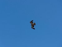 Bal des oiseaux fantomes 20  Puy du Fou (85) - Bal des oiseaux fantomes - Mai 2019