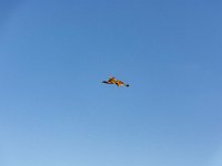 Bal des oiseaux fantomes 21  Puy du Fou (85) - Bal des oiseaux fantomes - Mai 2019