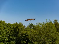 Bal des oiseaux fantomes 22  Puy du Fou (85) - Bal des oiseaux fantomes - Mai 2019