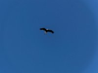 Bal des oiseaux fantomes 25  Puy du Fou (85) - Bal des oiseaux fantomes - Mai 2019