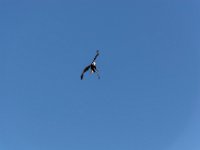 Bal des oiseaux fantomes 26  Puy du Fou (85) - Bal des oiseaux fantomes - Mai 2019
