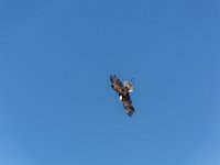 Bal des oiseaux fantomes 27  Puy du Fou (85) - Bal des oiseaux fantomes - Mai 2019