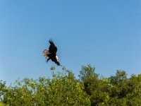 Bal des oiseaux fantomes 28  Puy du Fou (85) - Bal des oiseaux fantomes - Mai 2019