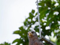 Bal des oiseaux fantomes 3  Puy du Fou (85) - Bal des oiseaux fantomes - Mai 2019