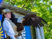 Bal des oiseaux fantomes 31  Puy du Fou (85) - Bal des oiseaux fantomes - Mai 2019
