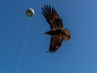 Bal des oiseaux fantomes 33  Puy du Fou (85) - Bal des oiseaux fantomes - Mai 2019