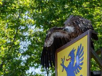 Bal des oiseaux fantomes 34  Puy du Fou (85) - Bal des oiseaux fantomes - Mai 2019