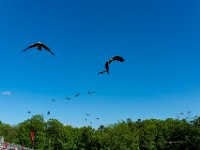Bal des oiseaux fantomes 35  Puy du Fou (85) - Bal des oiseaux fantomes - Mai 2019