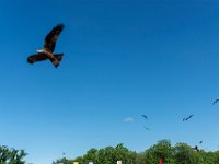 Bal des oiseaux fantomes 36  Puy du Fou (85) - Bal des oiseaux fantomes - Mai 2019