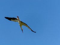Bal des oiseaux fantomes 37  Puy du Fou (85) - Bal des oiseaux fantomes - Mai 2019