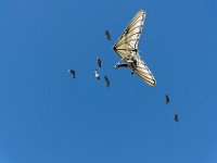 Bal des oiseaux fantomes 38  Puy du Fou (85) - Bal des oiseaux fantomes - Mai 2019