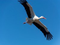 Bal des oiseaux fantomes 4  Puy du Fou (85) - Bal des oiseaux fantomes - Mai 2019