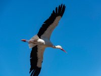 Bal des oiseaux fantomes 5  Puy du Fou (85) - Bal des oiseaux fantomes - Mai 2019