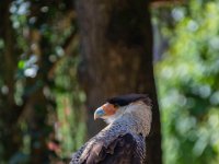 Bal des oiseaux fantomes 6  Puy du Fou (85) - Bal des oiseaux fantomes - Mai 2019