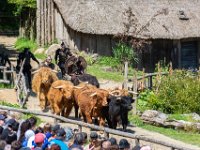 Les vikings 23  Puy du Fou (85) - Les Vikings - Mai 2019