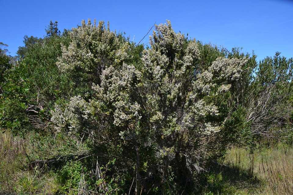 Flore mediteranenne 3.JPG - Flore méditerranéenne. 02 avril 2015.