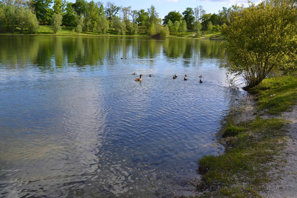 lac cap de Bos 10 mai 2013 13.JPG - Lac de Cap-de-Bos. La famille canard. Mai 2013