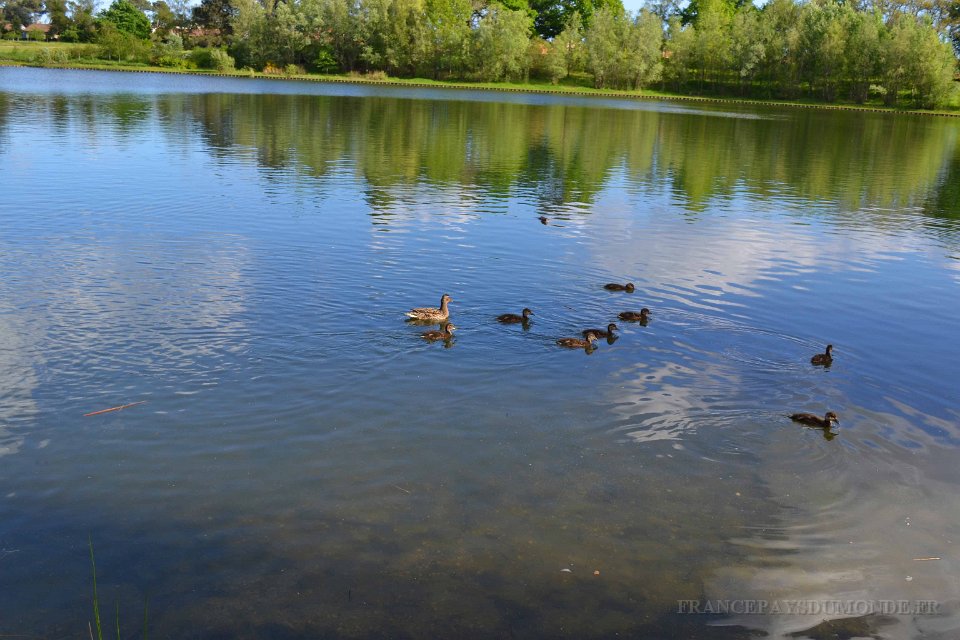 lac cap de Bos 10 mai 2013 14.JPG - Lac de Cap-de-Bos. La famille canard. Mai 2013