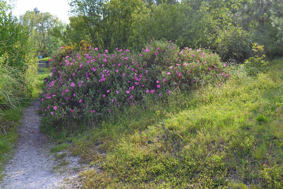 lac cap de Bos 10 mai 2013 15.JPG - Lac de Cap-de-Bos. La flore. Mai 2013 