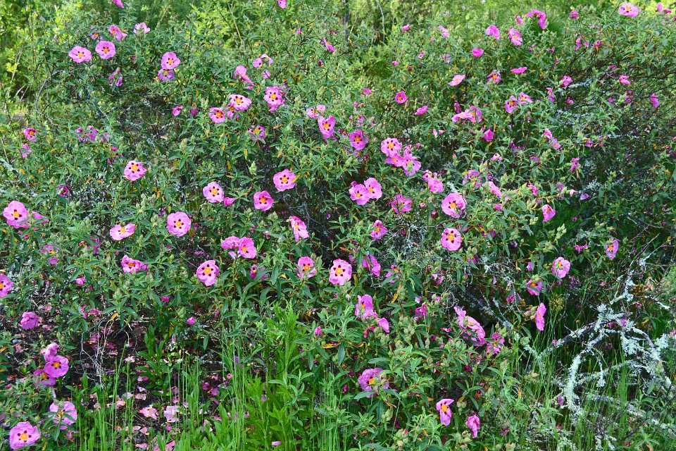 lac cap de Bos 10 mai 2013 19.JPG - Lac de Cap-de-Bos. La flore. Mai 2013