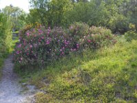 lac cap de Bos 10 mai 2013 15