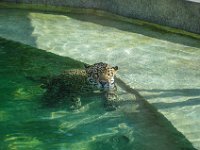 Pessac le zoo 11 08 2018 1  Pessac (33) - Le Zoo - 11 août 2018.