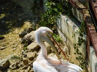 Pessac le zoo 11 08 2018 10  Pessac (33) - Le Zoo - 11 août 2018.