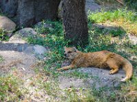 Pessac le zoo 11 08 2018 11  Pessac (33) - Le Zoo - 11 août 2018.