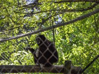 Pessac le zoo 11 08 2018 12  Pessac (33) - Le Zoo - 11 août 2018.