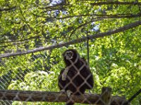 Pessac le zoo 11 08 2018 13  Pessac (33) - Le Zoo - 11 août 2018.