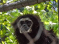 Pessac le zoo 11 08 2018 14  Pessac (33) - Le Zoo - 11 août 2018.