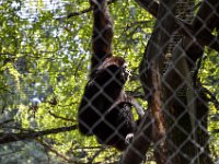 Pessac le zoo 11 08 2018 15  Pessac (33) - Le Zoo - 11 août 2018.