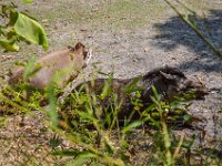 Pessac le zoo 11 08 2018 16  Pessac (33) - Le Zoo - 11 août 2018.