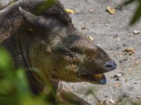Pessac le zoo 11 08 2018 17  Pessac (33) - Le Zoo - 11 août 2018.