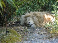 Pessac le zoo 11 08 2018 19  Pessac (33) - Le Zoo - 11 août 2018.