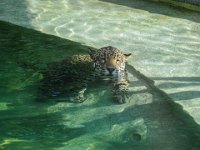 Pessac le zoo 11 08 2018 2  Pessac (33) - Le Zoo - 11 août 2018.
