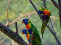 Pessac le zoo 11 08 2018 20  Pessac (33) - Le Zoo - 11 août 2018.