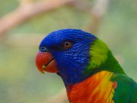 Pessac le zoo 11 08 2018 21  Pessac (33) - Le Zoo - 11 août 2018.