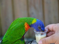 Pessac le zoo 11 08 2018 22  Pessac (33) - Le Zoo - 11 août 2018.