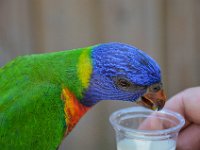 Pessac le zoo 11 08 2018 23  Pessac (33) - Le Zoo - 11 août 2018.