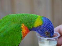 Pessac le zoo 11 08 2018 24  Pessac (33) - Le Zoo - 11 août 2018.