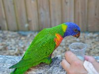 Pessac le zoo 11 08 2018 25  Pessac (33) - Le Zoo - 11 août 2018.