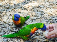Pessac le zoo 11 08 2018 26  Pessac (33) - Le Zoo - 11 août 2018.
