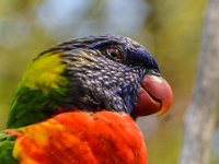 Pessac le zoo 11 08 2018 28  Pessac (33) - Le Zoo - 11 août 2018.