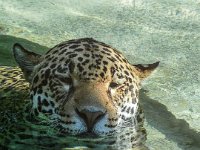 Pessac le zoo 11 08 2018 3  Pessac (33) - Le Zoo - 11 août 2018.