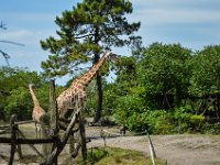 Pessac le zoo 11 08 2018 30  Pessac (33) - Le Zoo - 11 août 2018.