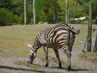 Pessac le zoo 11 08 2018 31  Pessac (33) - Le Zoo - 11 août 2018.